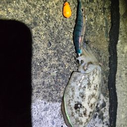 コウイカ
