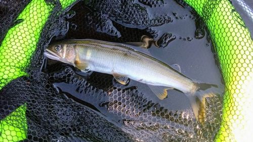 アユの釣果