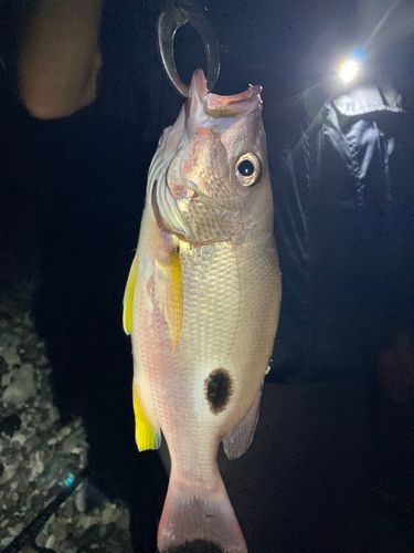 クロホシフエダイの釣果