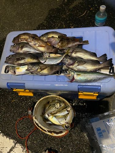 メバルの釣果