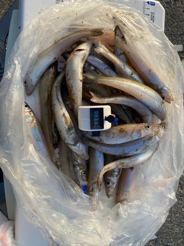 キスの釣果