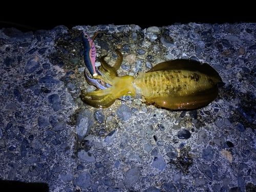 アオリイカの釣果