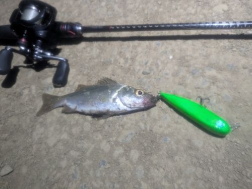 セイゴ（マルスズキ）の釣果