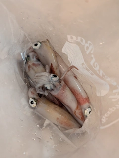 シロイカの釣果
