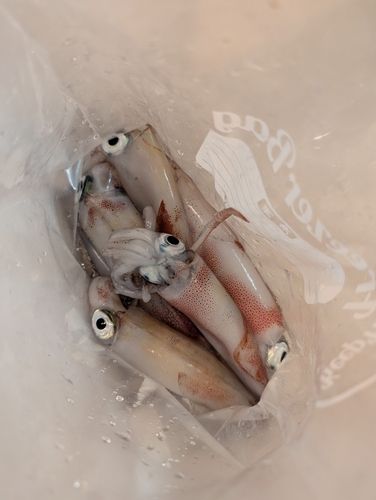 シロイカの釣果