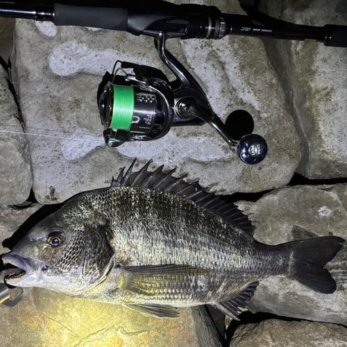 クロダイの釣果