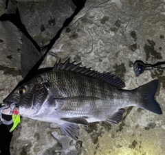 クロダイの釣果