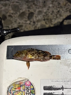 カサゴの釣果