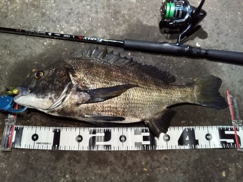 チヌの釣果