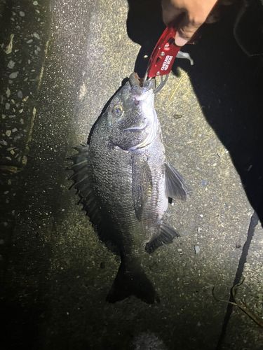 チヌの釣果