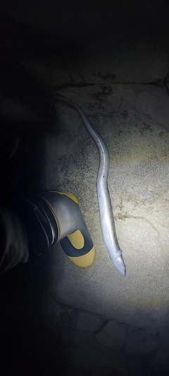 ウナギの釣果