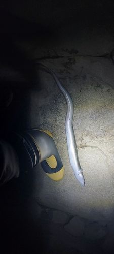 ウナギの釣果