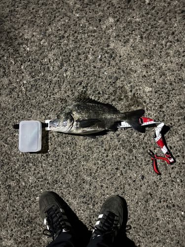 チヌの釣果