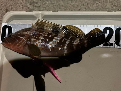 キジハタの釣果