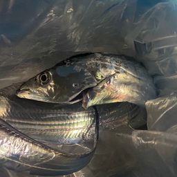 タチウオ