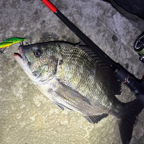 クロダイの釣果