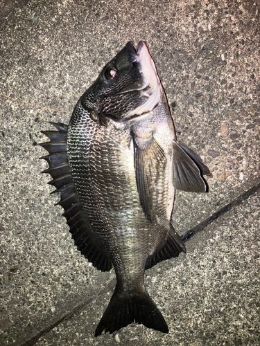 チヌの釣果
