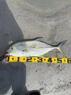 オニヒラアジの釣果