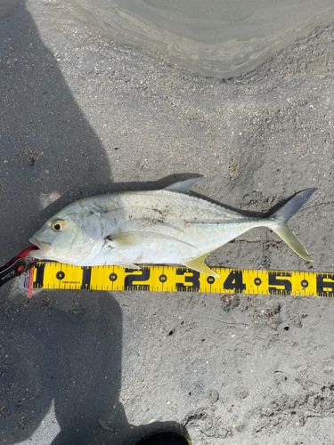 オニヒラアジの釣果