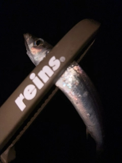 カマスの釣果