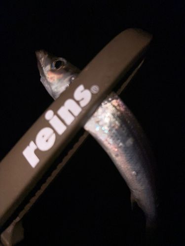 カマスの釣果