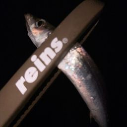 カマス