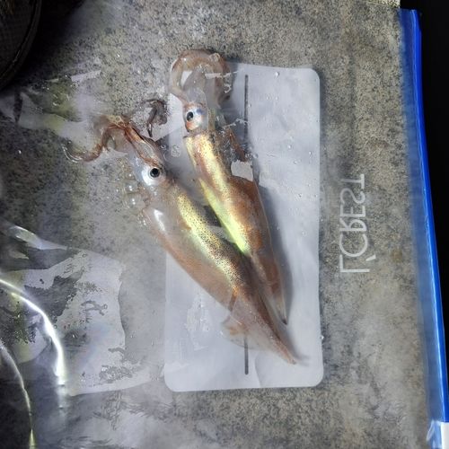 スルメイカの釣果