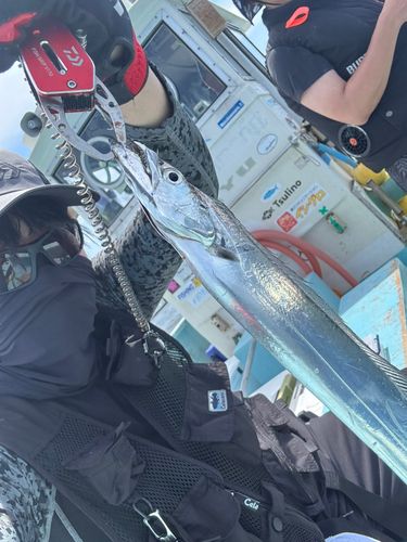 タチウオの釣果