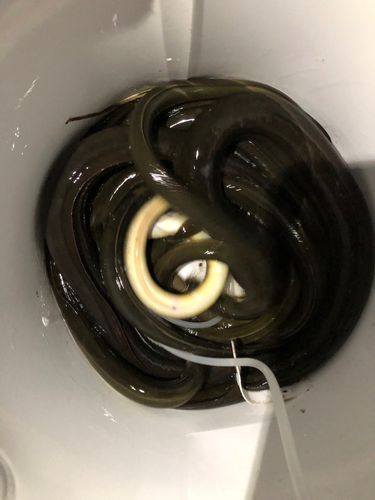ウナギの釣果