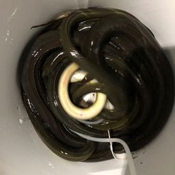 ウナギ