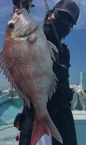 マダイの釣果