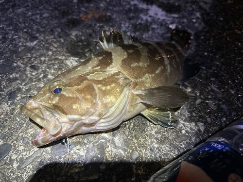 クエの釣果