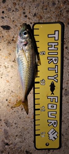 アジの釣果
