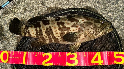 チャイロマルハタの釣果