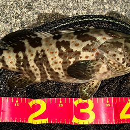 チャイロマルハタ