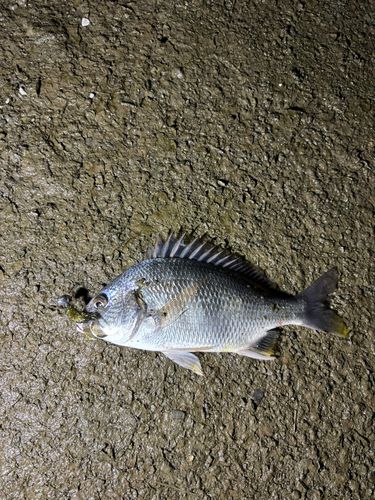 キビレの釣果