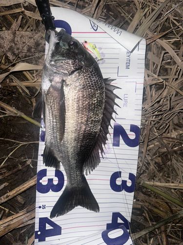 クロダイの釣果