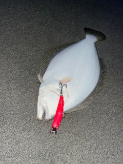 ヒラメの釣果