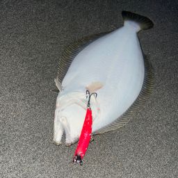 ヒラメ