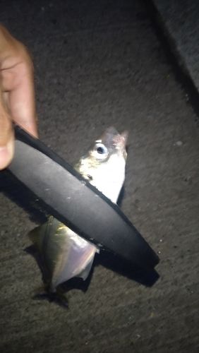 マアジの釣果