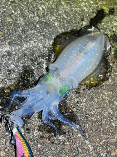 アオリイカの釣果