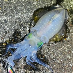 アオリイカ