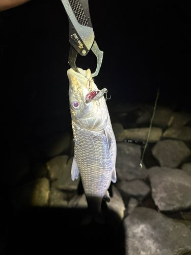 ニゴイの釣果