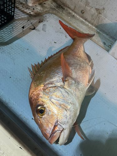 マダイの釣果
