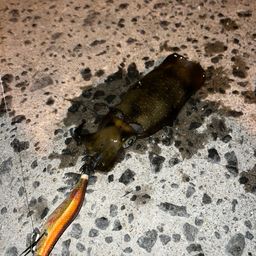 アオリイカ