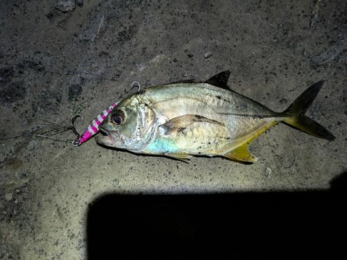 メッキの釣果