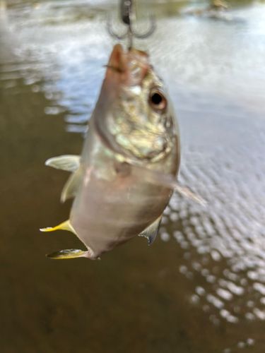 メッキの釣果