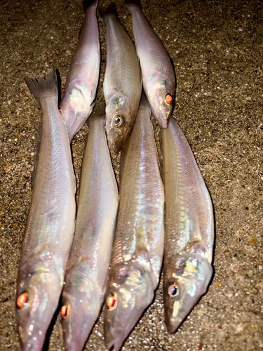 キスの釣果