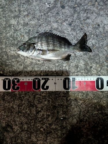 チヌの釣果