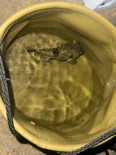 クサフグの釣果